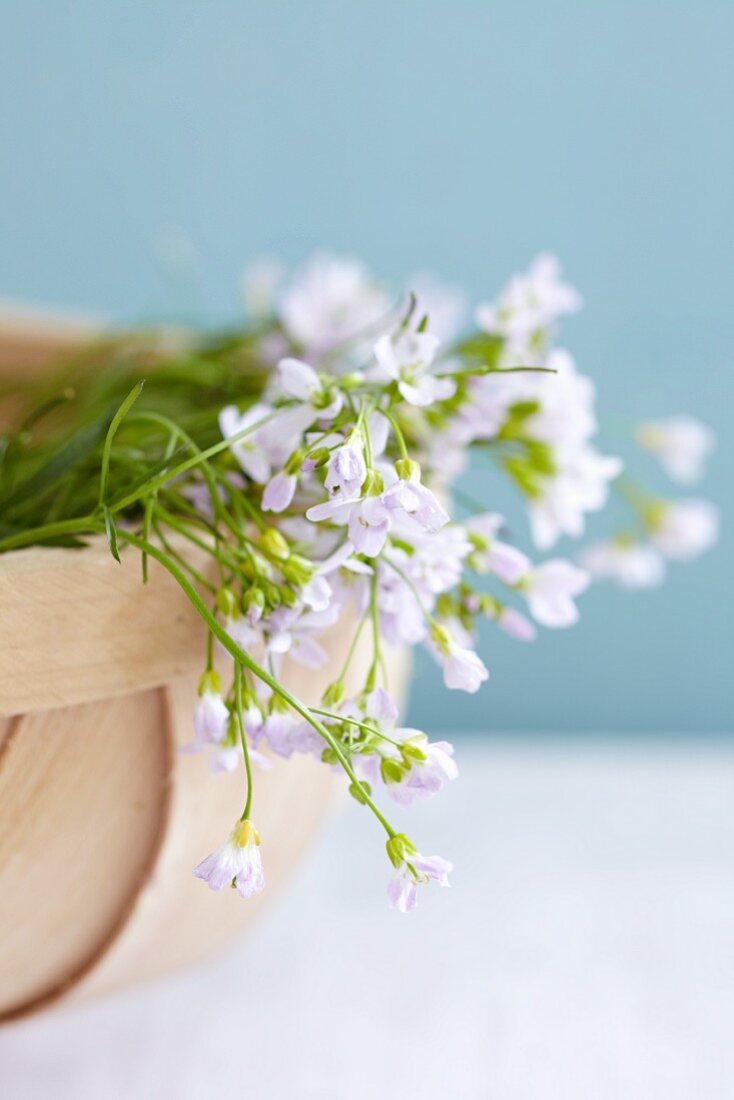 Blühendes Wiesenschaumkraut im Korb