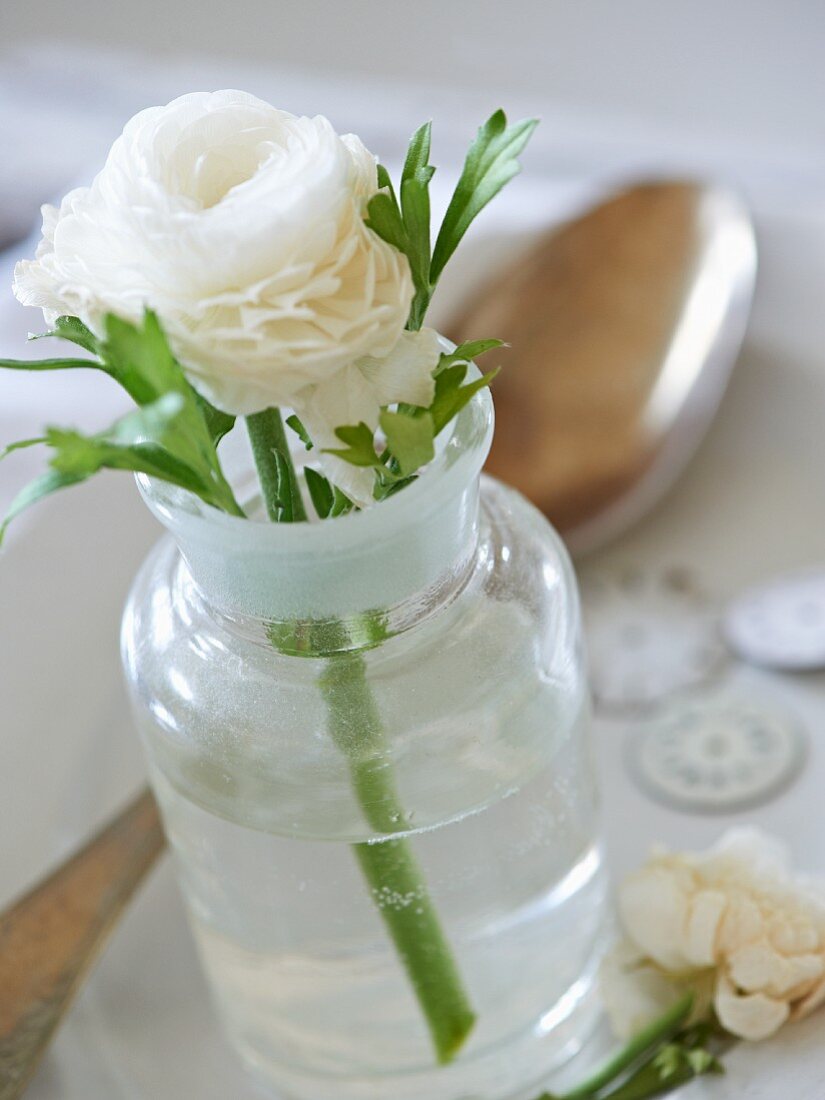 White ranunculus in glass vase decorating table
