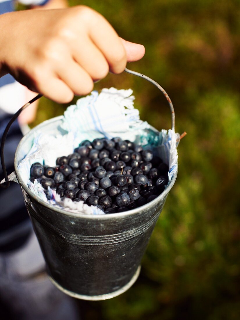 A boy holding a bucket of freshly picked blueberries