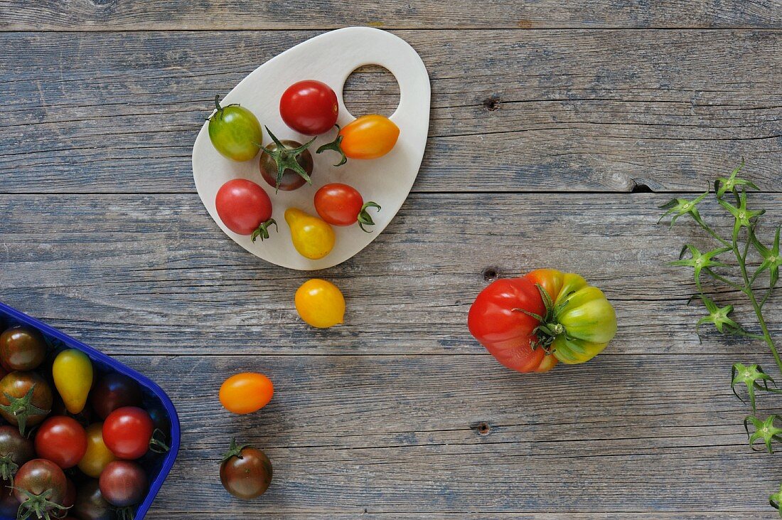An arrangement of various different tomatoes (seen from above)