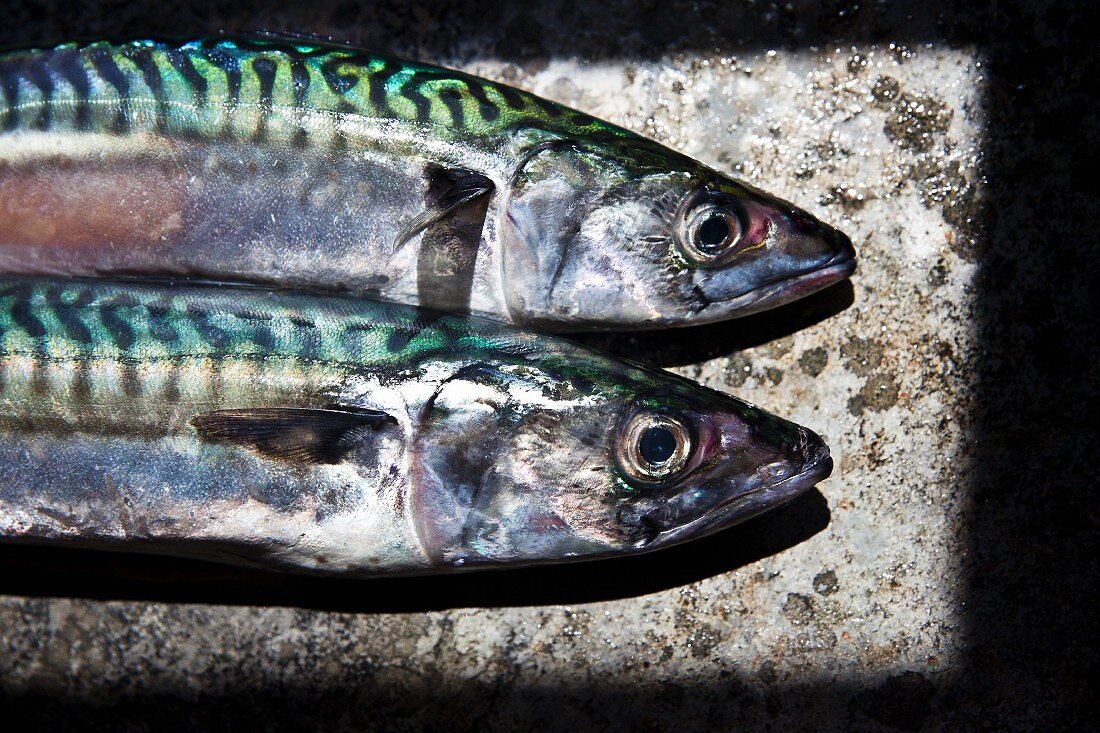 Freshly caught Cornish mackerel