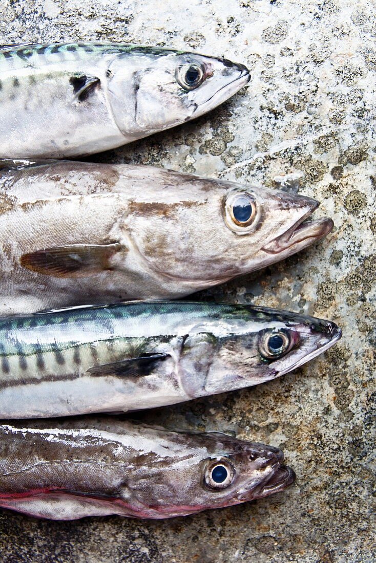 Frisch gefangener Seelachs und Makrelen aus Cornwall auf Steinplatte