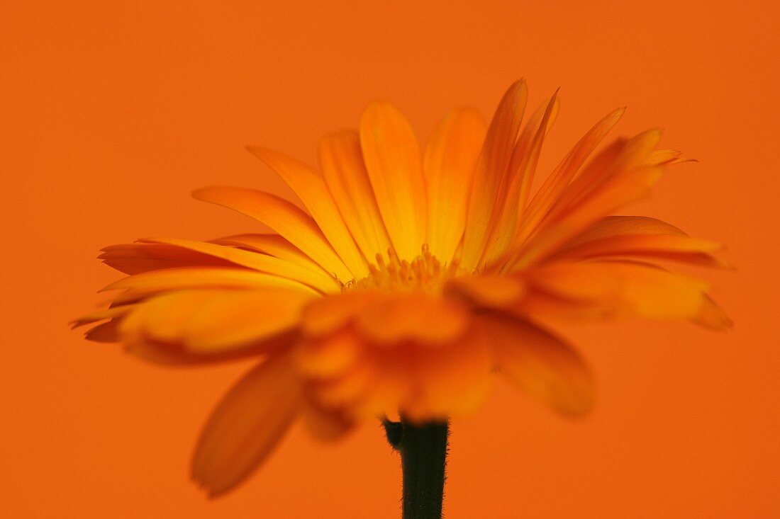 A marigold against an orange background