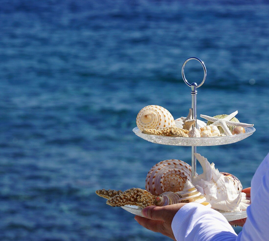 Meerestiergehäuse auf Etagere in den Händen haltend, im Hintergrund das Meer