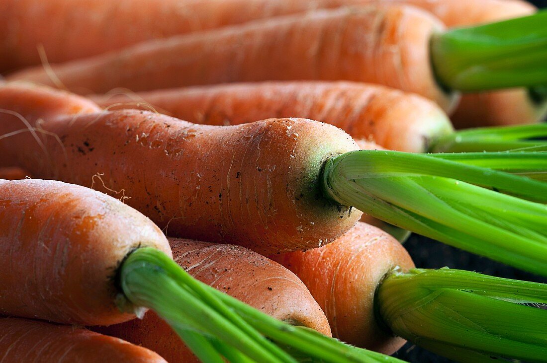 Fresh carrots (close-up)