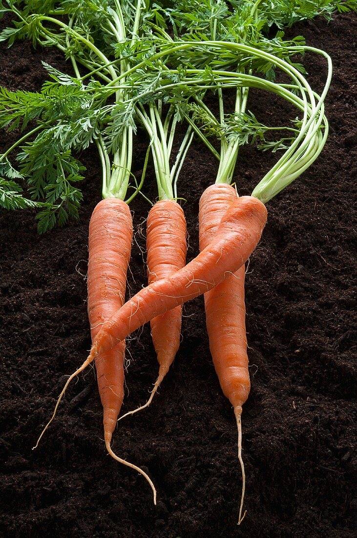 Four carrots on the ground