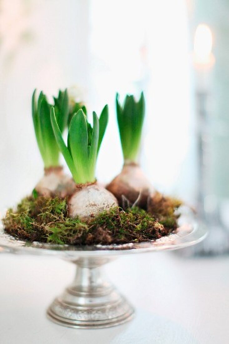 Hyacinth bulbs and moss arranged on silver dish