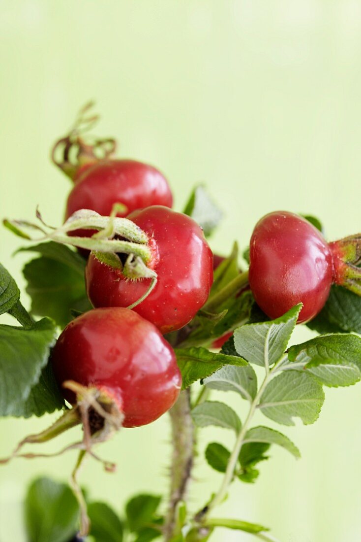 A sprig of rosehips from the Japanese rose (rosa rugosa)