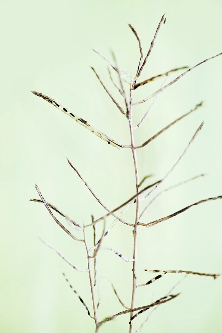 A sprig of garlic mustard seedpods