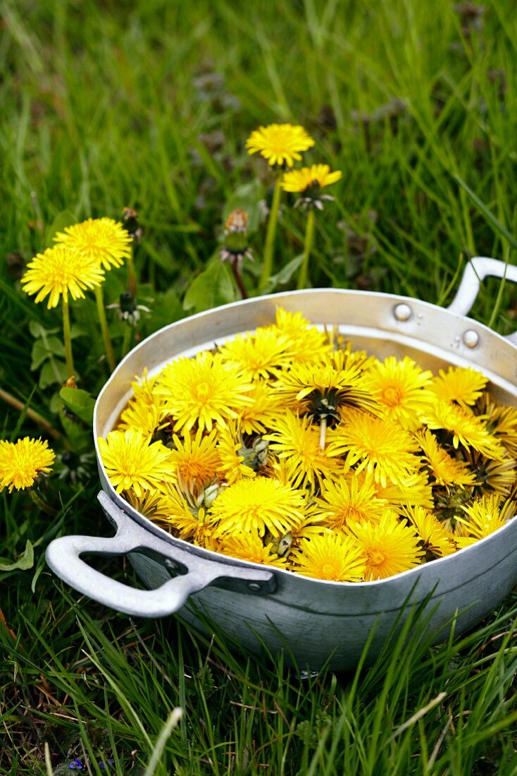 Schale mit frisch gepflücken Löwenzahnblüten auf der Wiese