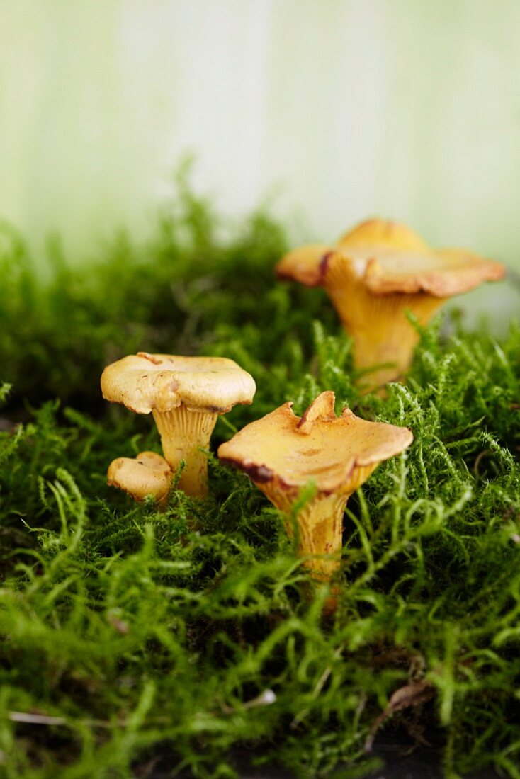 Chanterelle mushrooms in moss