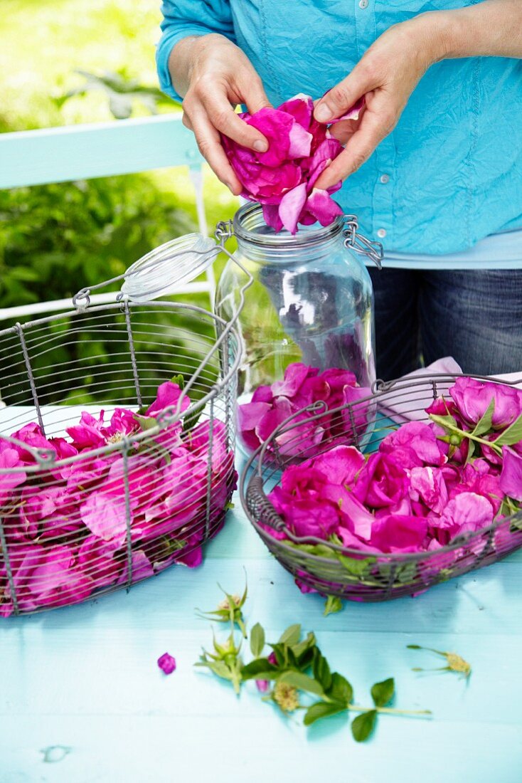 Freshly picked wild rose petals in baskets and a jar