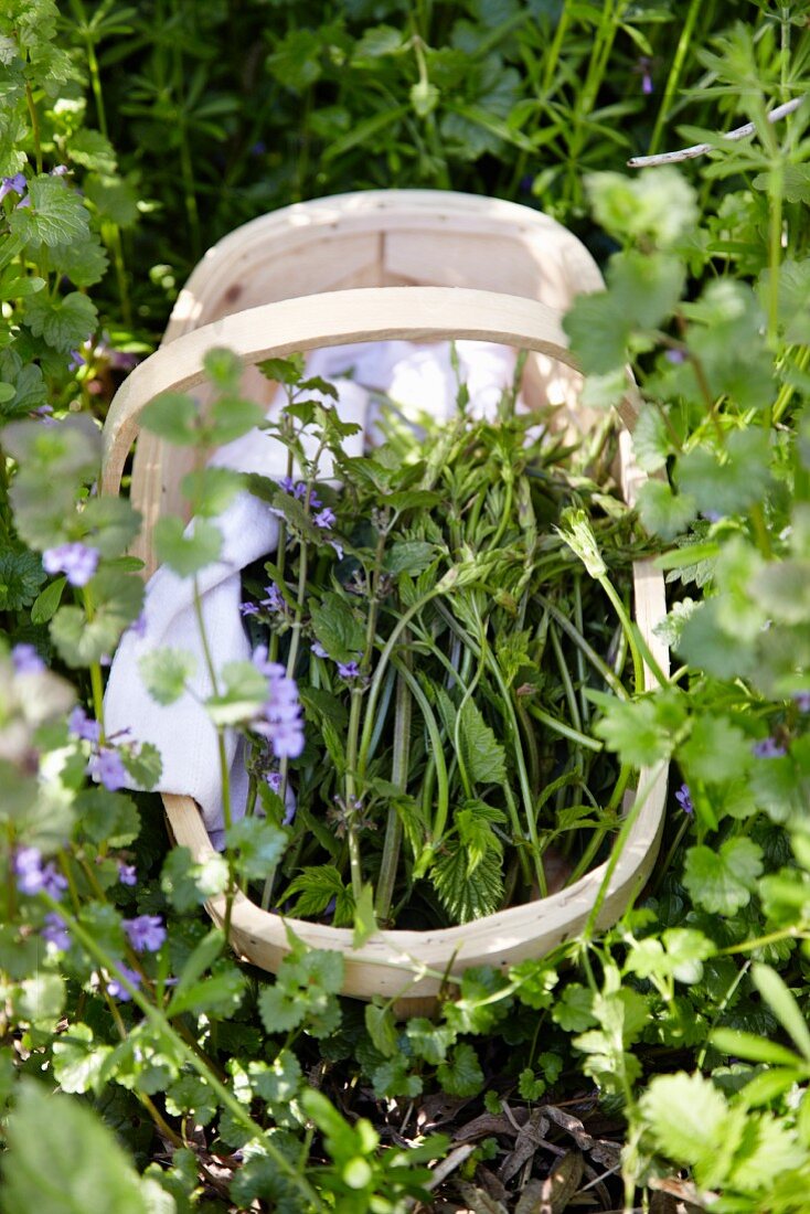 A basket of freshly harvested wild herbs