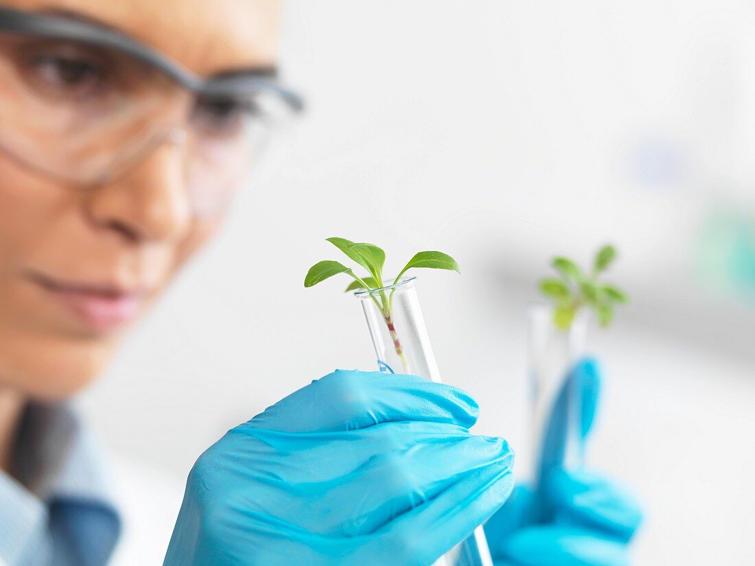 A scientist holding young plants in test tubes