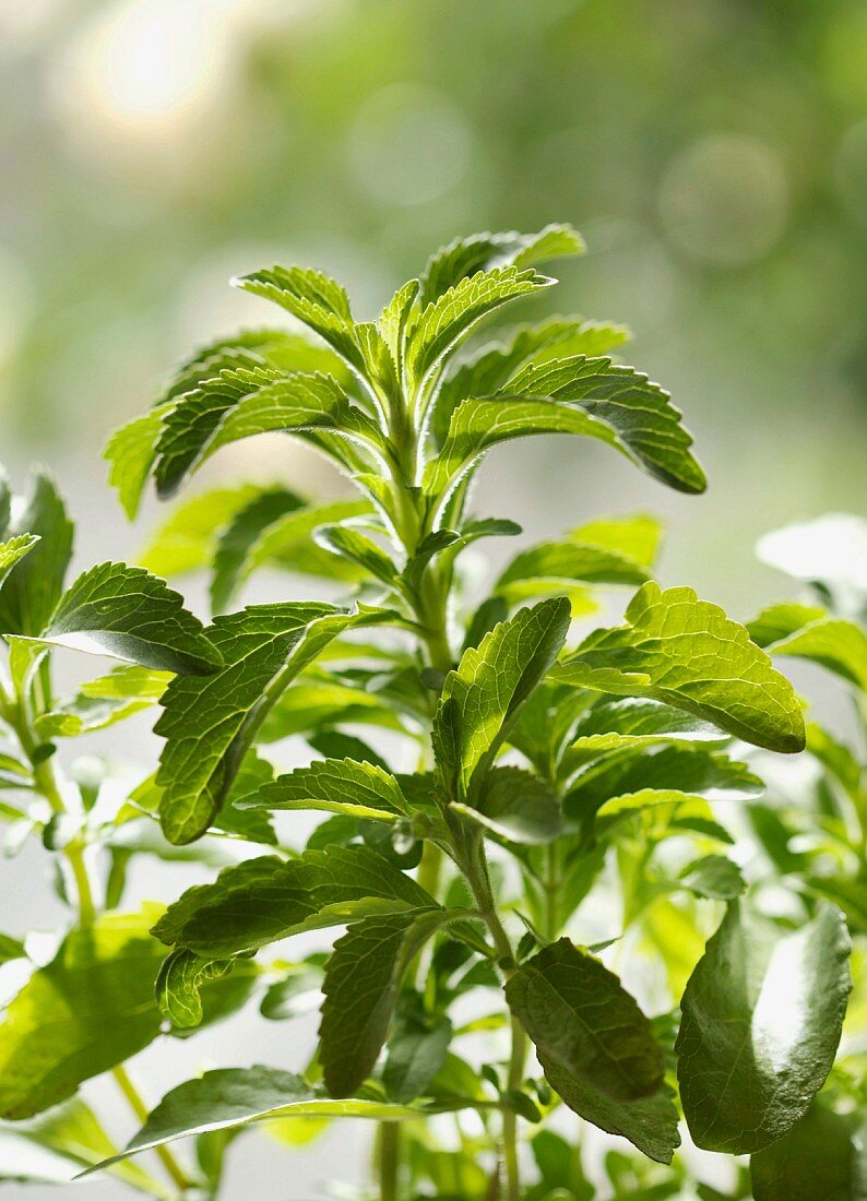 Stevia Pflanze