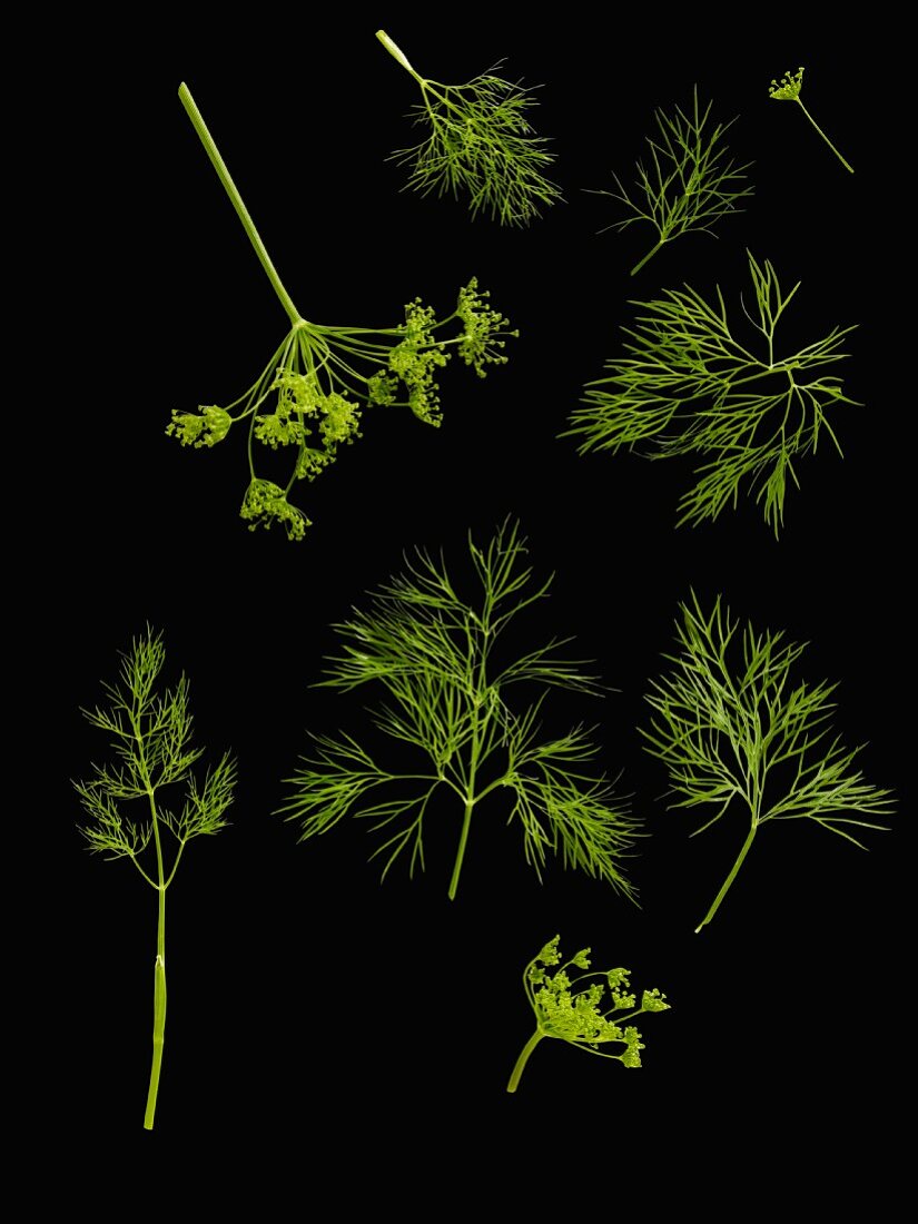 Dill: leaves and flowers on a black surface