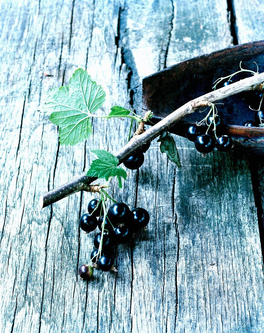Twig of blackcurrants