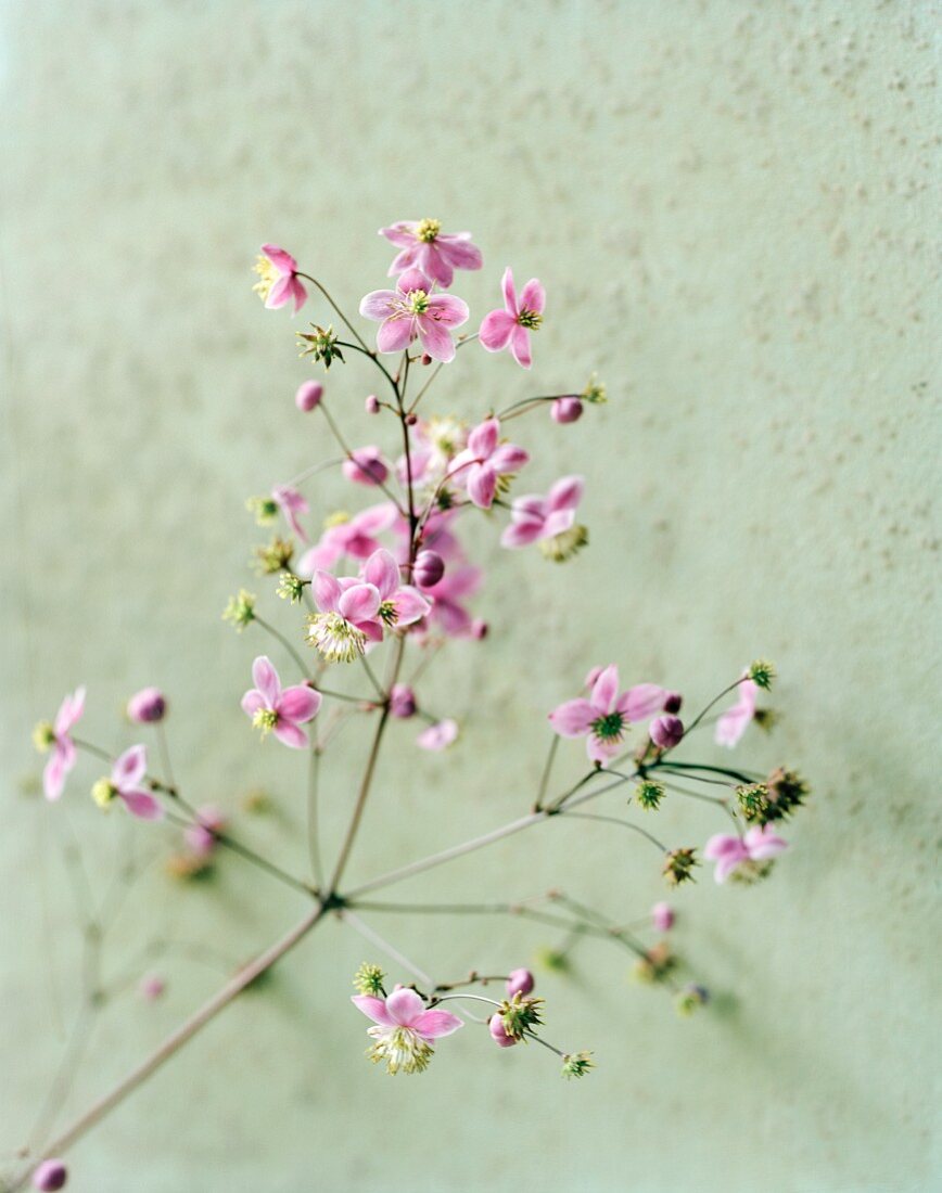 Chinese meadow rue