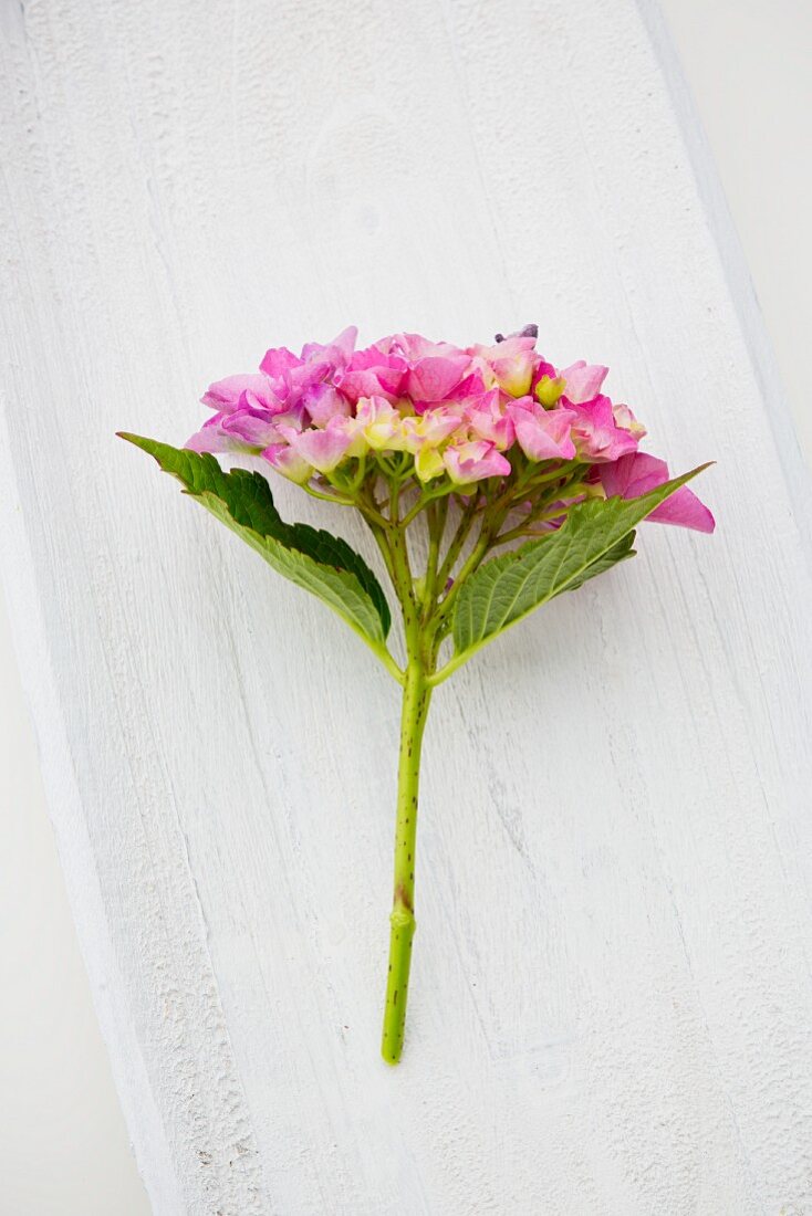 A pink hydrangea on a white wooden surface
