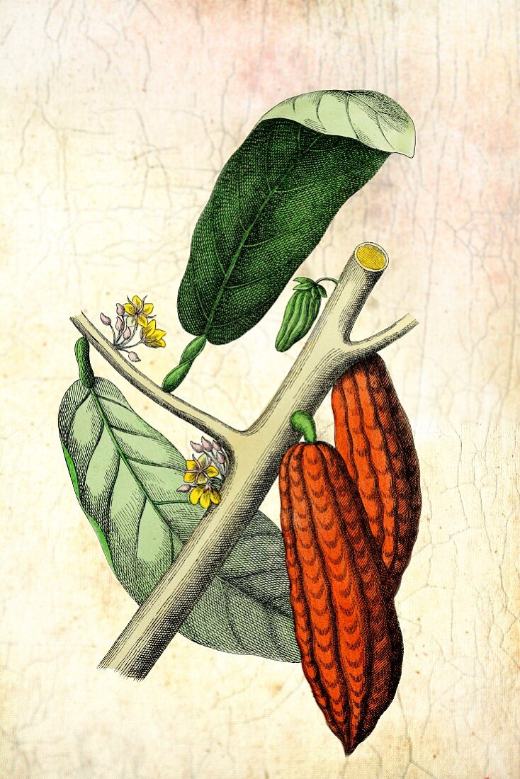 Illustration von Kakaofrüchten und Blättern