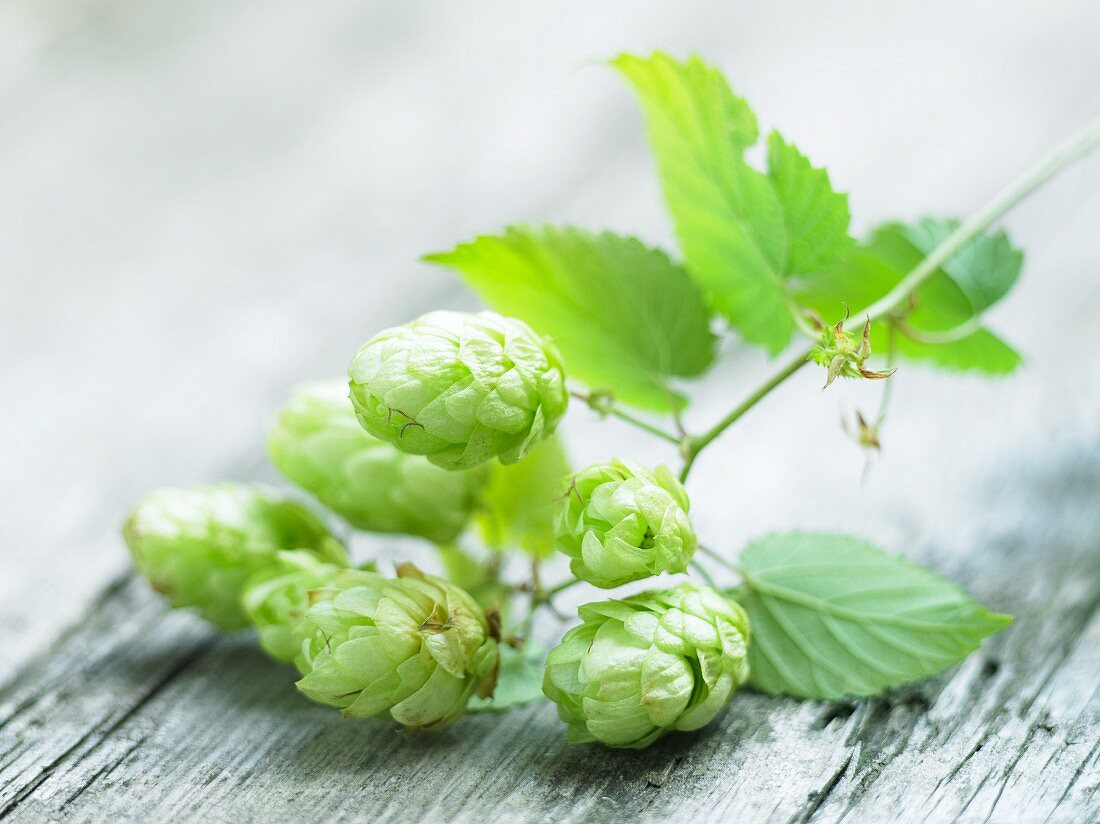 A sprig of hops on a wooden surface