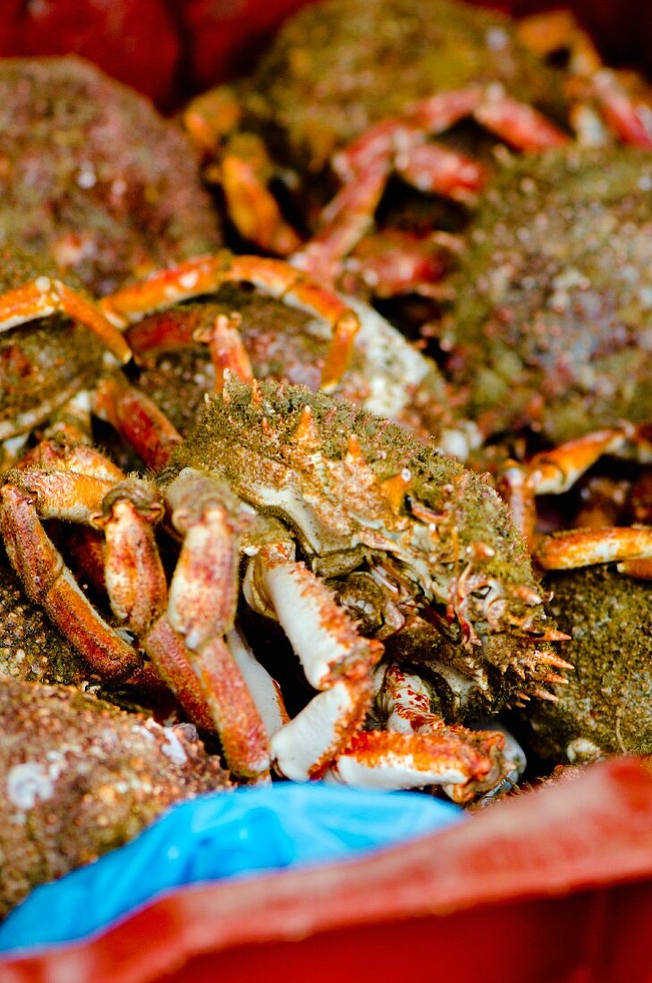 Live spider crabs at a market