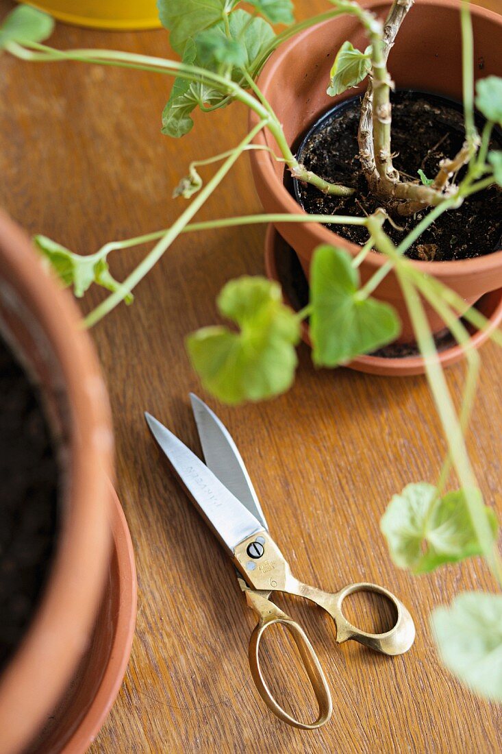 Scissors between potted plants on wooden surface