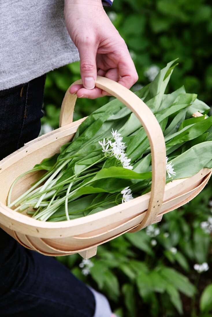 A basket of freshly picked wild garlic