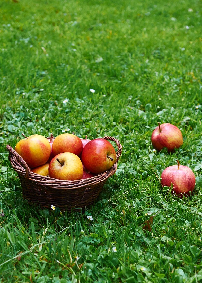 Fresh apples in a basket in a field