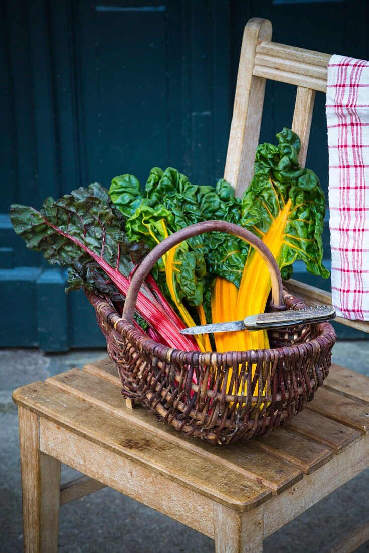 A basket of red and yellow mangold on a wooden chair