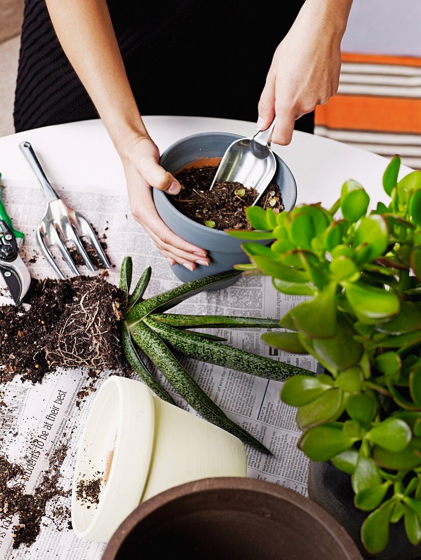 Woman's hands holding trowel repotting an aloe plant; money tree to one side