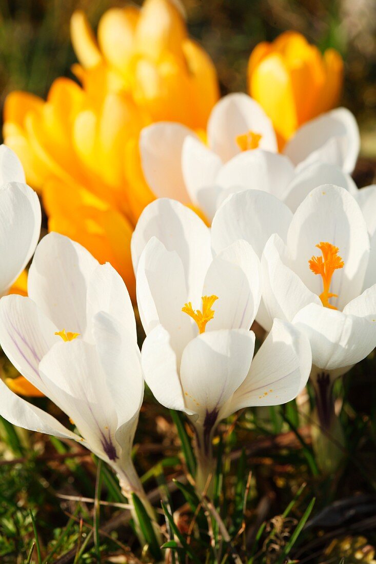 Yellow and white crocuses