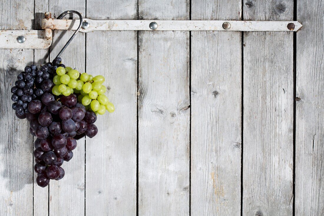 Various red and white grapes hanging on a hook in front of a grey wooden wall
