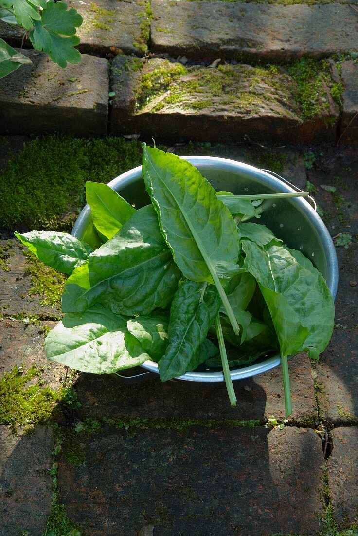 Freshly picked organic sorrel leaves in a colander on a stone floor