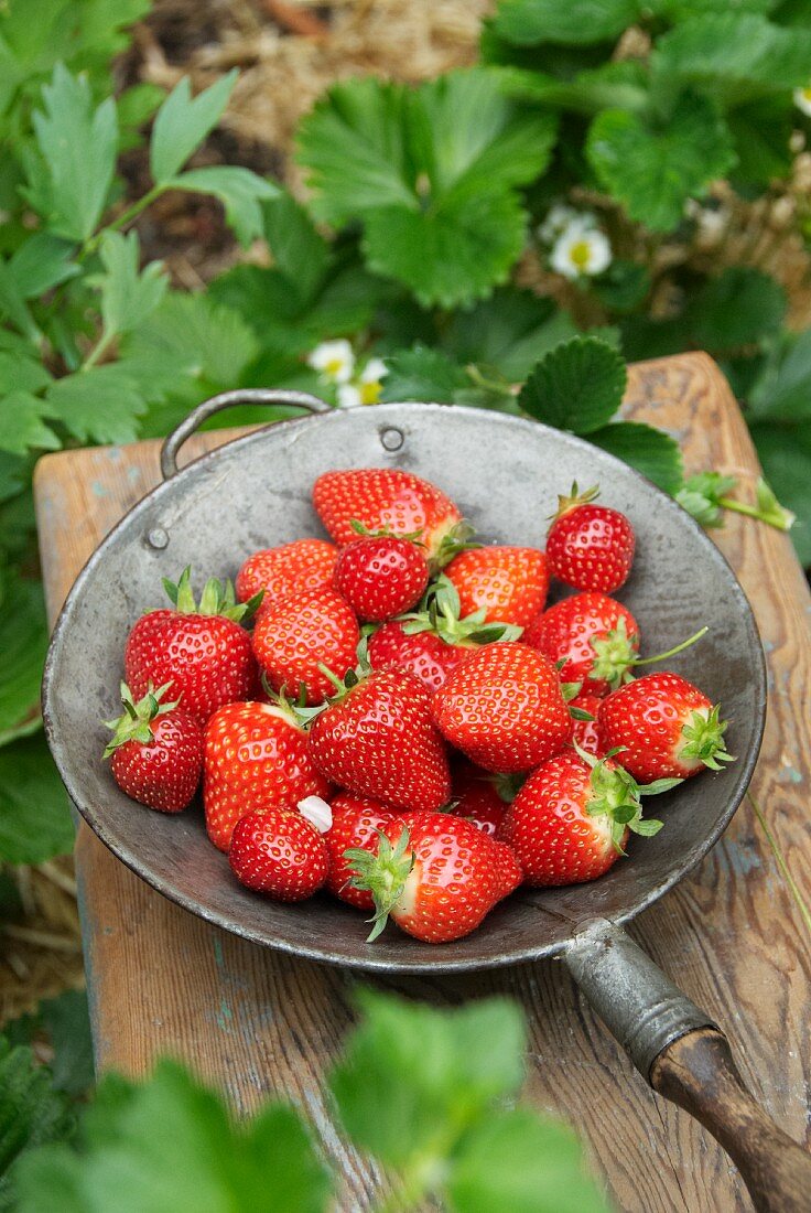 Elsanta strawberries in a metal sieve on a wooden stool in a strawberry field