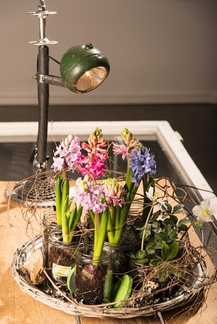 Blumenschmuck mit pastellfarbenen Hyazinthen in Marmeladengläsern eingepflanzt auf Weidenkörbchen gestellt