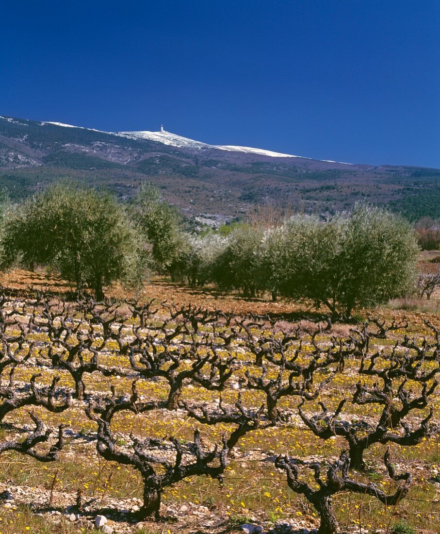 Weinlandschaft im Frühling mit Blick auf schneebedeckten Berggipfel