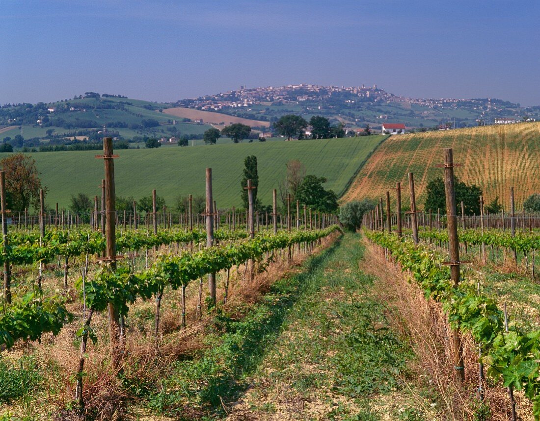 Weinberg mit Blick auf die Stadt Osimo, Italien