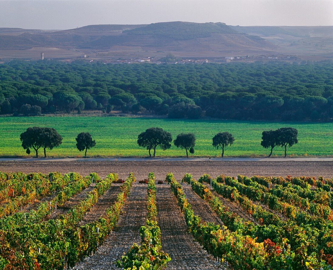 Spanische Landschaft mit herbstlichem Weinberg