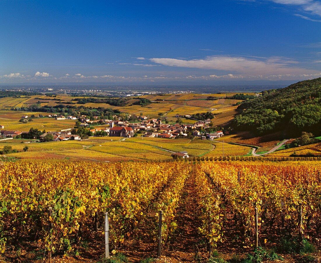 Chardonnay-Weinberg im Herbst