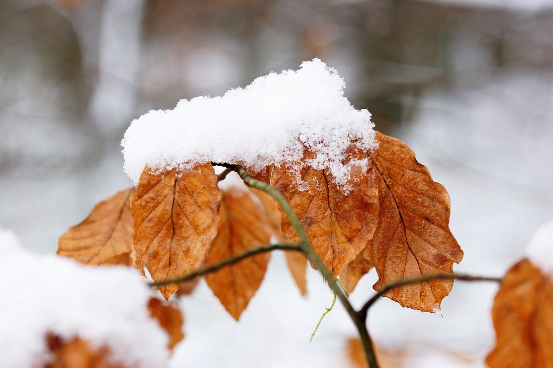 Snow on leaves