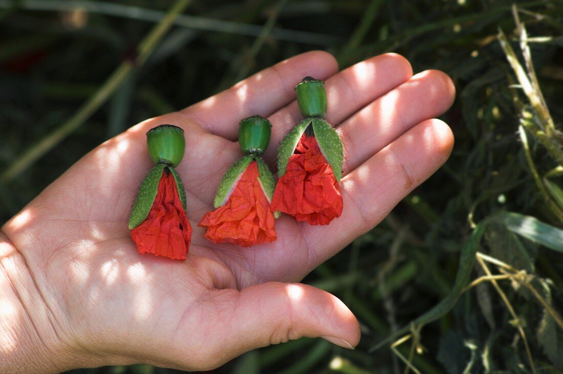 Poppyseed pods on the palm of someone's hand