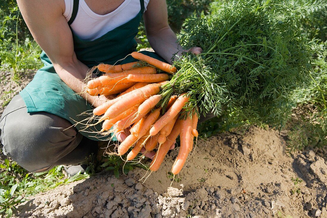 A farmer in the field holding a bunch of freshly harvested carrots
