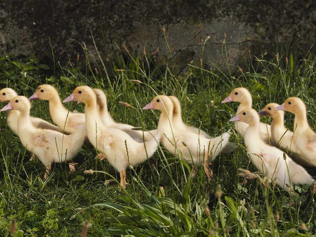 Ducklings in a field