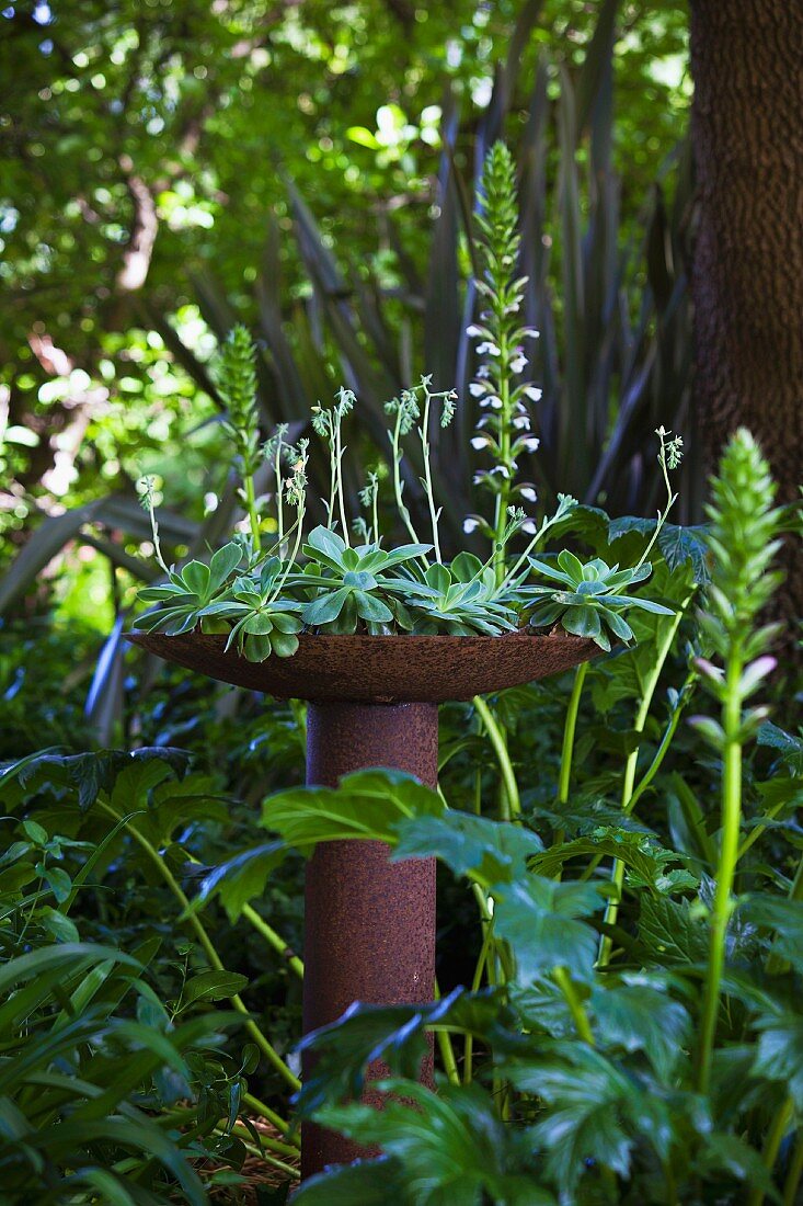 Artwork planted with succulents in wild garden