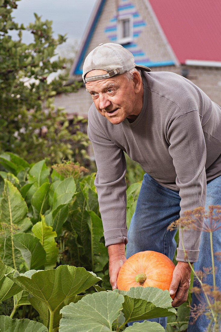 An older man harvesting a pumpkin in his garden