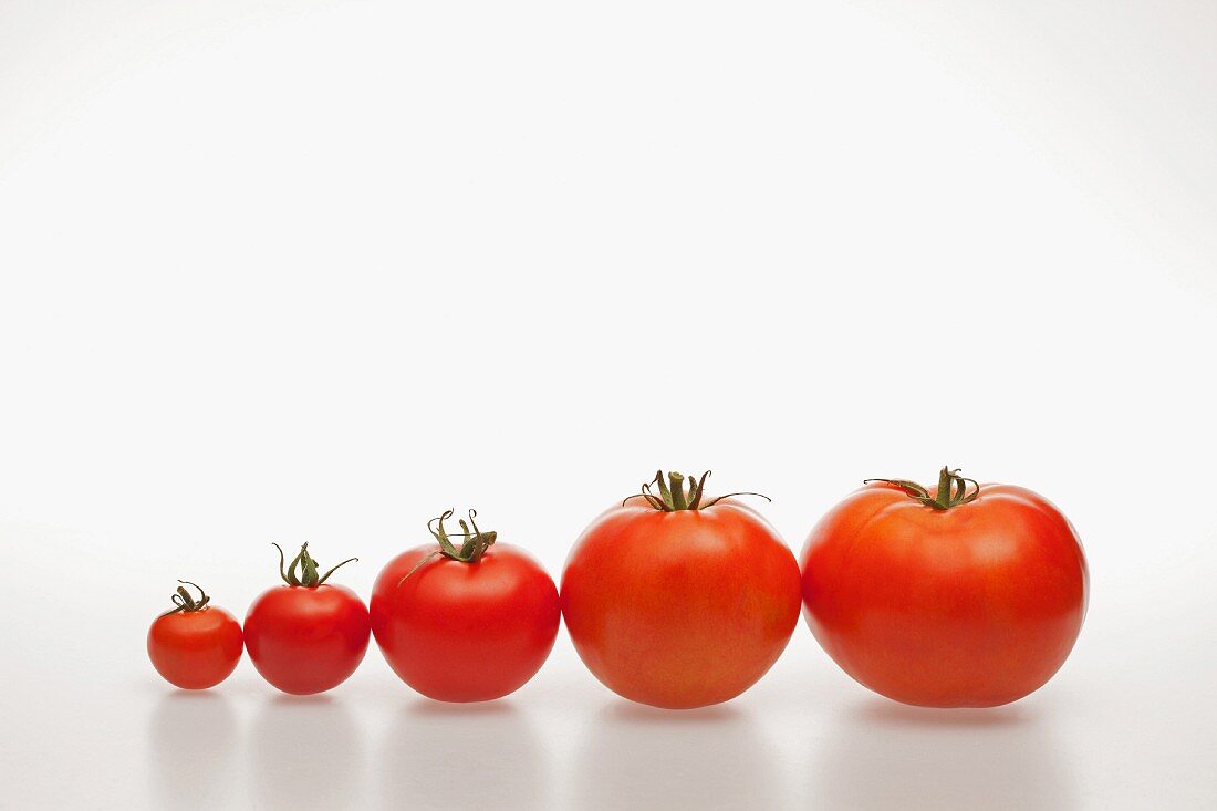 A row of different sized tomatoes