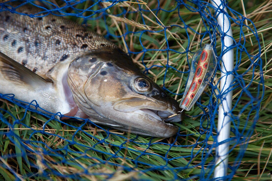 A freshly caught trout on a fishing net with a hook in its mouth