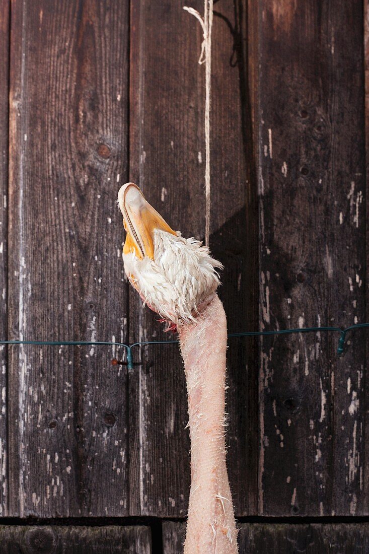 A dead goose hanging from a string against a rustic wooden wall