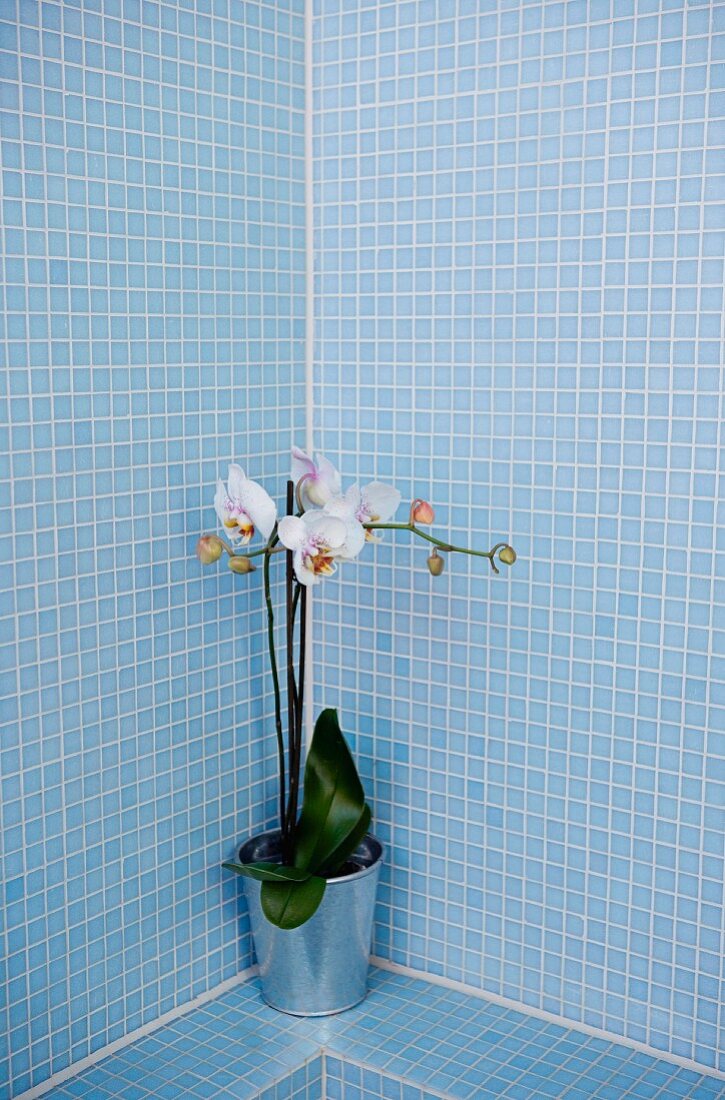 weiße Orchidee im Topf in Badezimmerecke mit hellblauen Mosaikfliesen